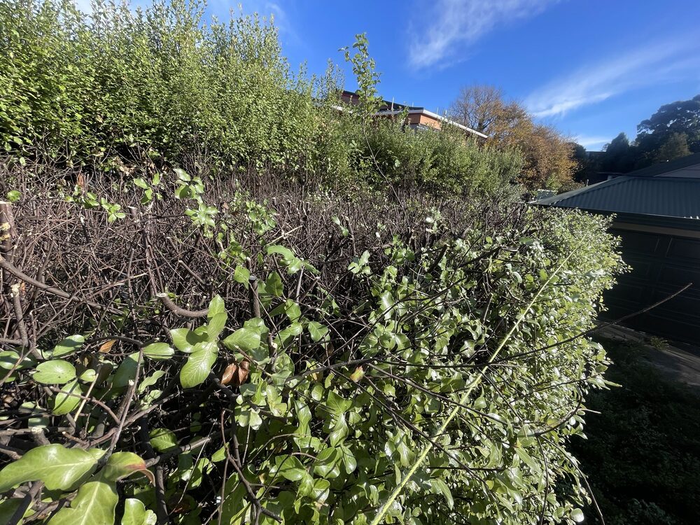 A sharp, freshly boxed trimmed hedge