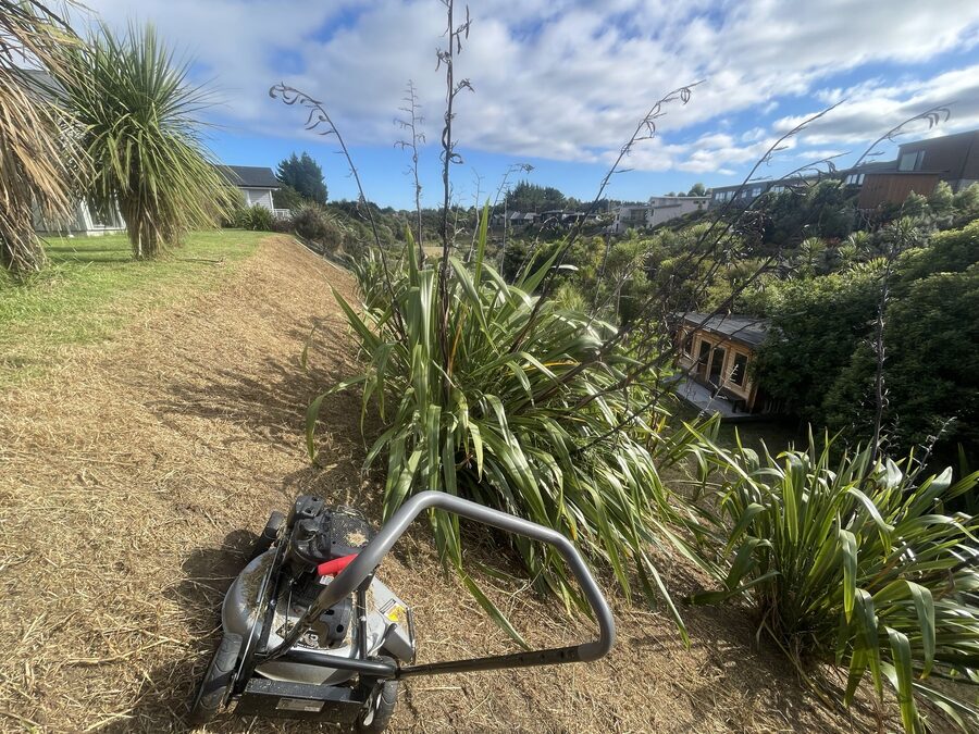 Mower cutting a steep slope framed by native flax